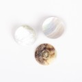 Guzik 524 biały Mother-of-pearl (20mm)